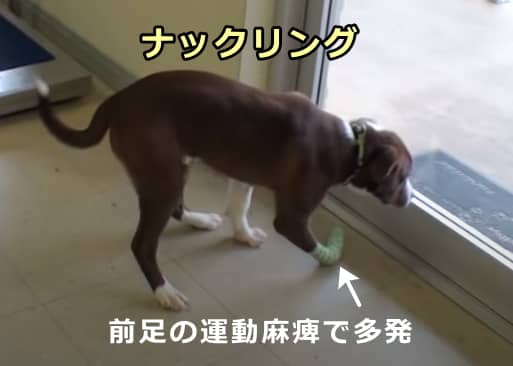 前肢の運動麻痺を起こした犬で多く見られるナックリング（knuckling）歩行