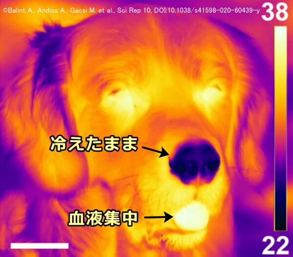 環境温度が27℃のときの犬のサーモグラフィ～舌には血液が集中するが鼻は冷えたまま