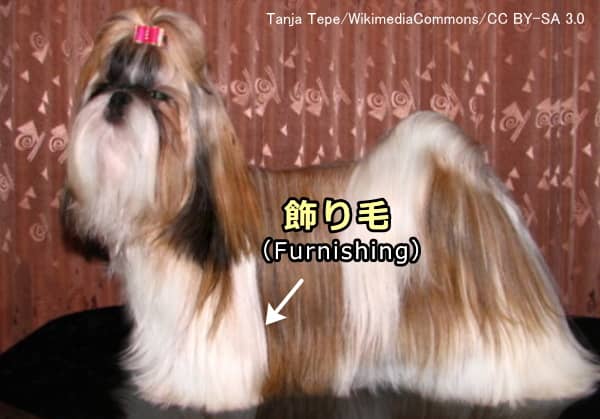 犬の足元にある飾り毛（ファーニシング, Furnishing）