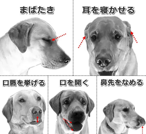 フラストレーションを抱いているときに見せる犬の表情