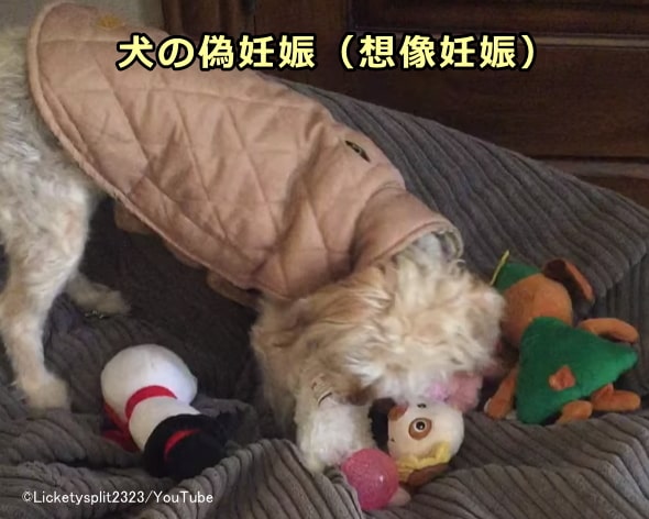 偽妊娠（想像妊娠）に入った犬はおもちゃやぬいぐるみを子犬のようにいたわるようになる