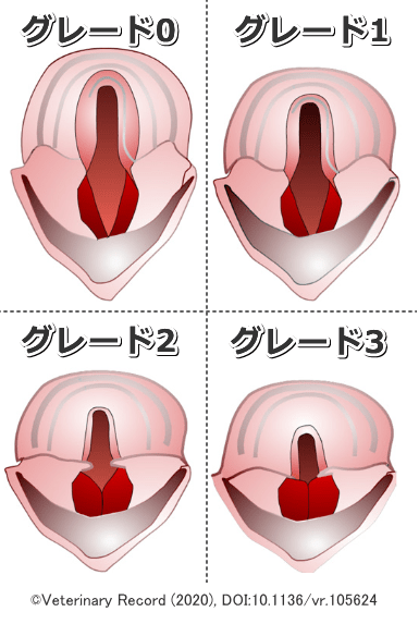 短頭種気道症候群による後頭部の狭窄化グレード0～3