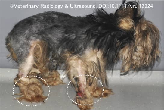 犬の足先で発症したヘアターニケット症候群