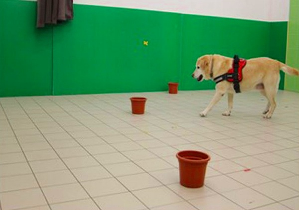 犬の空間視覚認識・短期記憶力テストの概要