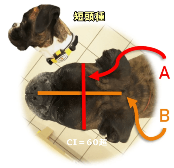 短頭種の犬の頭部指数＝60以上