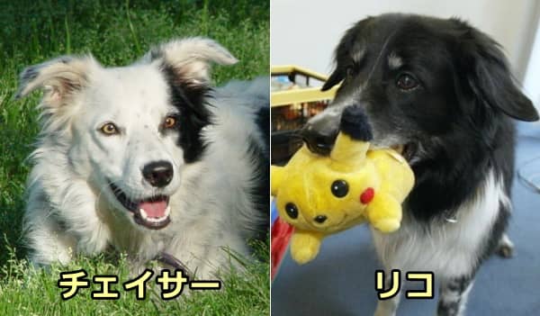 天才的な言語能力を発揮する犬「チェイサー」と「リコ」