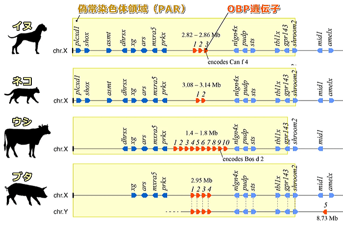 いくつかの有胎盤動物はX染色体内の偽常染色体領域内にOBP遺伝子を含んでいる