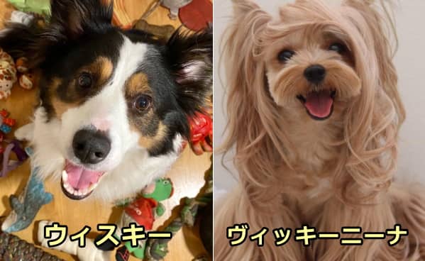 数十の単語を記憶している犬「ウィスキー」と「ヴィッキーニーナ」