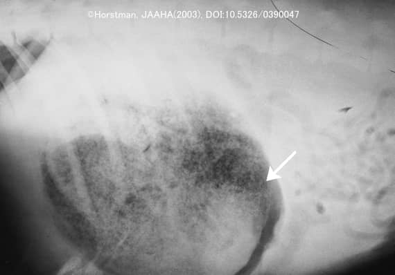 犬の胃内部で膨張・硬化した接着剤のレントゲン画像