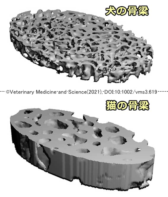 犬と猫の前腕骨では骨梁の構造が違う