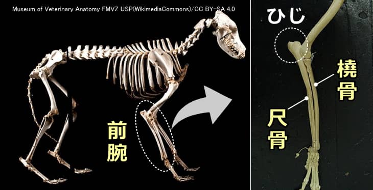 犬の前腕骨（橈骨と尺骨）解剖写真