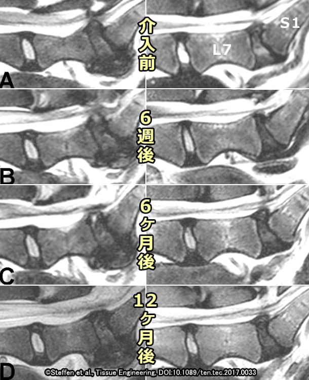 犬の椎間板に間葉系幹細胞（MSC）を注入してから12ヶ月後のMRI画像