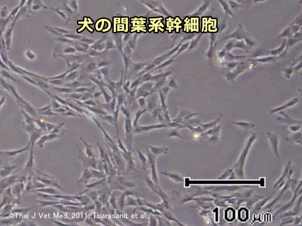 犬の骨髄から培養した間葉系幹細胞（MSC）の顕微鏡写真