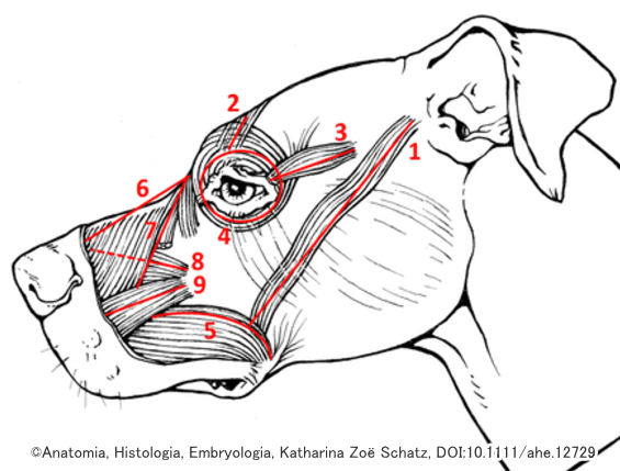犬における代表的な表情筋の付着位置