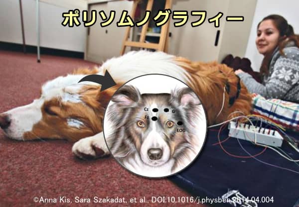犬における非侵襲的な脳波測定装置「ポリソムノグラフィー」