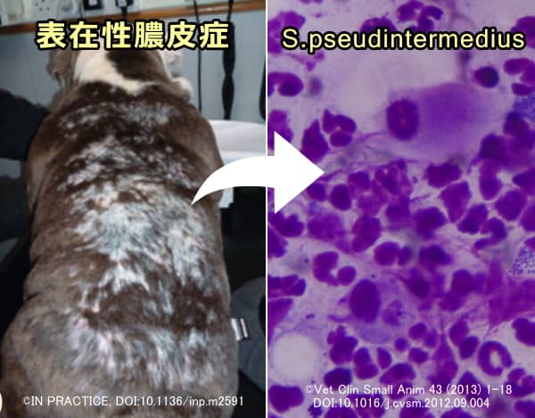 犬の表在性膿皮症とその原因菌であるメチシリン耐性S. pseudintermedius