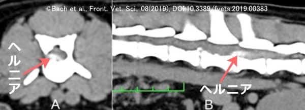 犬の胸腰部に発症したヘルニアのCT画像