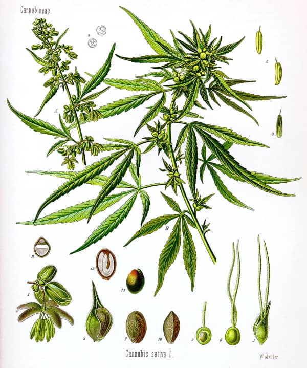 アサ科の植物カナビス（Cannabis sativa）