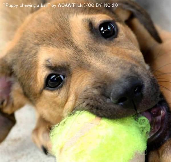 くちゃくちゃと同じものをかみ続ける犬のチューイング（chewing）行動