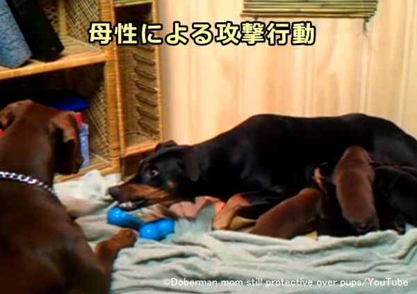 生まれたばかりの子犬を守ろうとする母犬の攻撃性は正常の範囲内