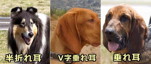 犬の耳の形比較図～V字垂れ耳・半折れ耳・垂れ耳