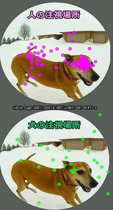 同じ動画を見ていても、人間は頭部、犬は体を見ている時間が長い