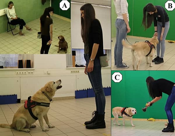 犬の社会性テスト