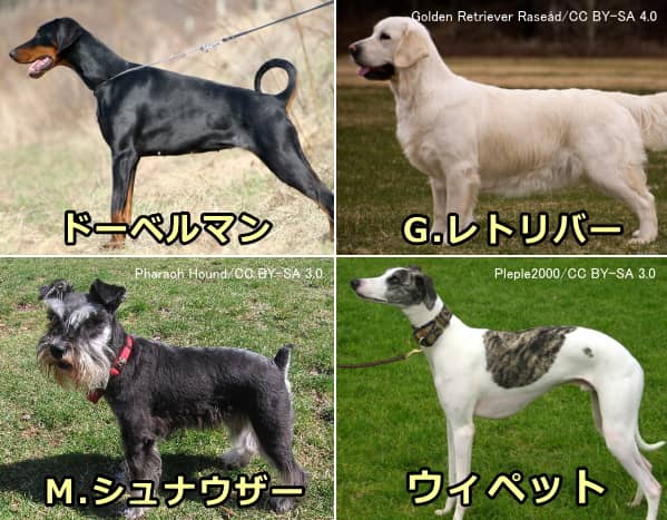 拡張型心筋症に対する遺伝的な脆弱性を抱えた犬とそうでない犬