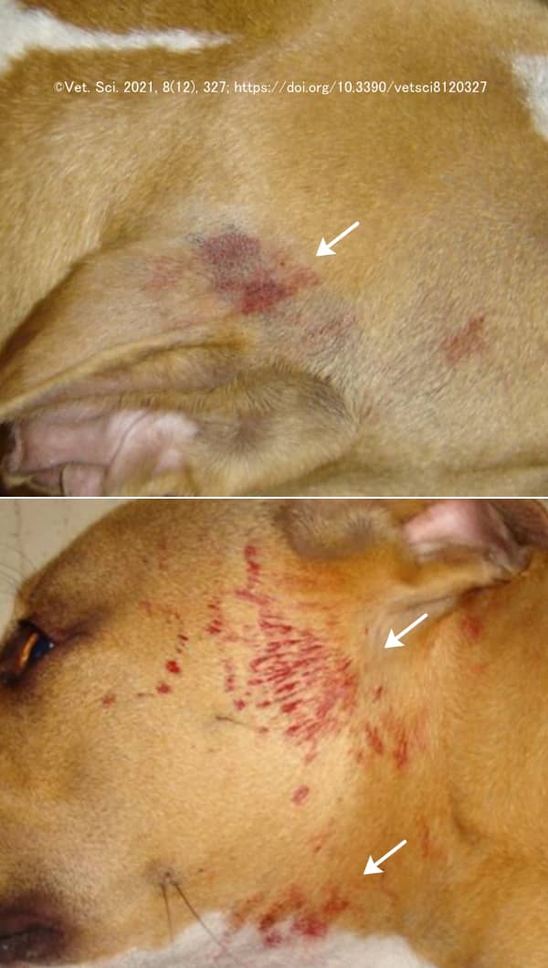 犬における血汗症～皮膚表面に非外傷性の突発性出血が見られる