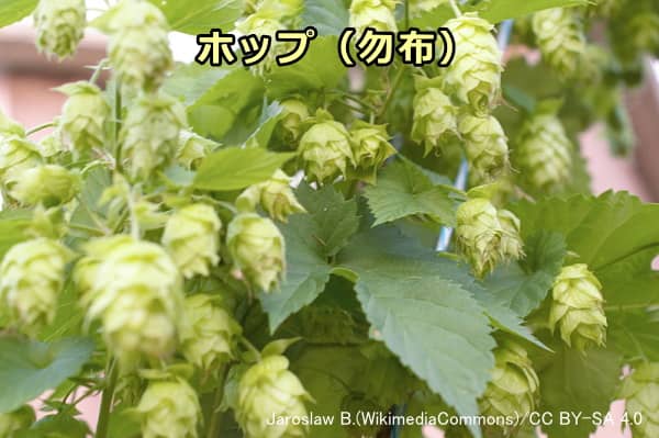 ホップの雌花はビールに風味を加える