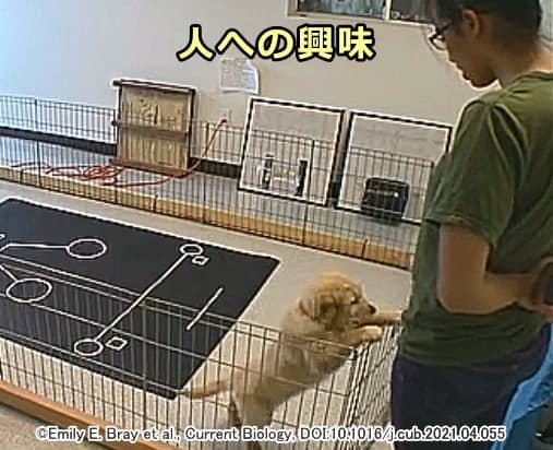 子犬の自発的な接近とアイコンタクトから人間への興味の度合いを測る