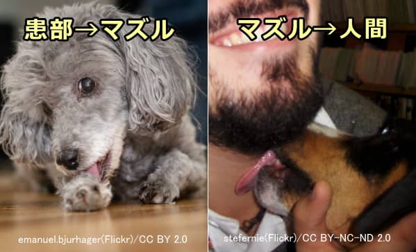 犬と人間における病原菌の伝染ルート