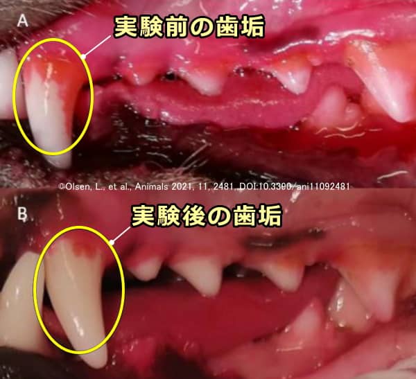 35日間の歯磨き前後では犬の歯垢蓄積度合いが明らかに軽減している