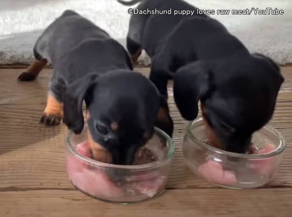 幼齢期の子犬における生肉主体食が炎症性腸疾患(IBD)の発症を低下させているのか見かけの相関関係なのかは不明
