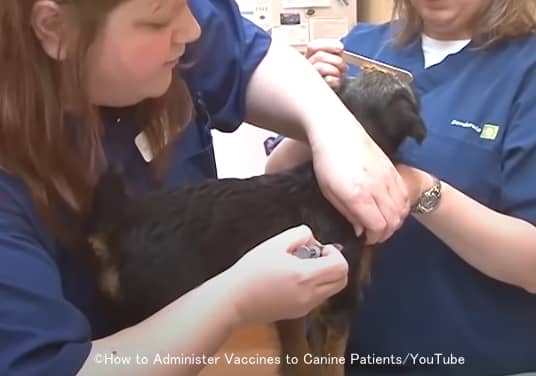 ワクチンを接種した後6時間は犬の様子を慎重にモニタリングすること