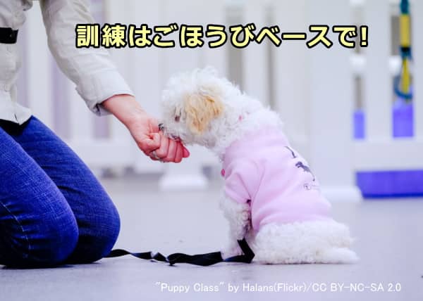 子犬への訓練はごほうびベースで行うのが鉄則