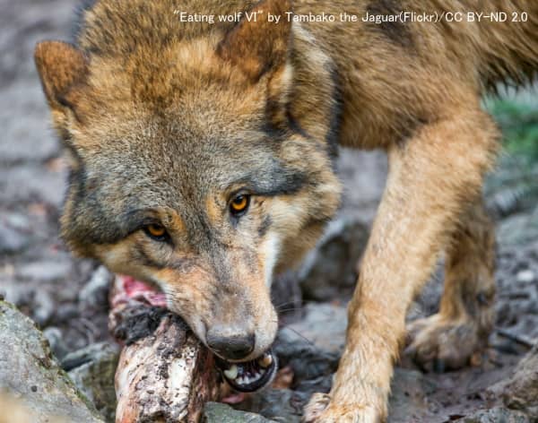 獲物の骨にしゃぶりつくオオカミ