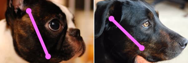 短頭犬種と長頭犬種における頬骨筋の違い