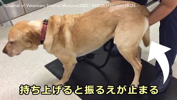 起立性振戦を発症した犬に対する四肢の荷重撤去テスト（WEBLT）