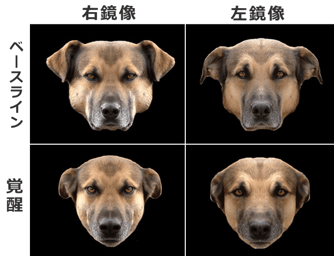 ベースラインと覚醒状況における犬の表情を顔半分ずつから合成したキメラ写真にしたもの
