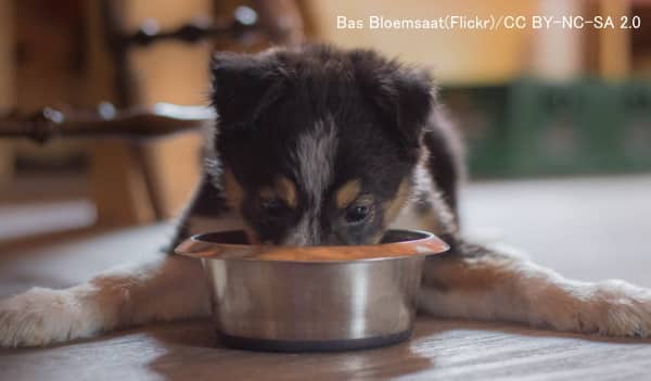 犬のフードボウルは汚染フードによって間接的に汚染されている