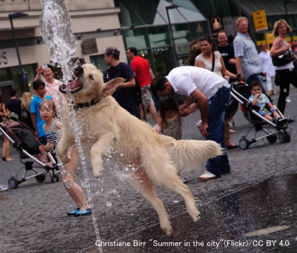 公園の噴水で遊ぶ犬