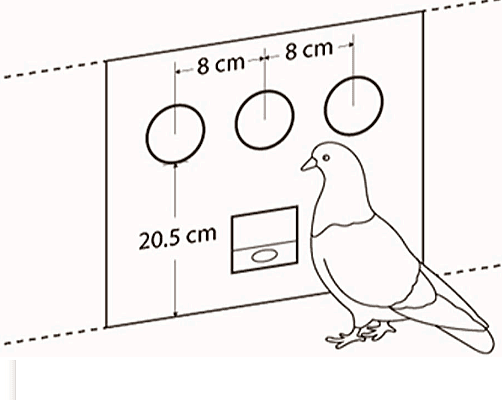 ハトにおける無誤謬学習の実例