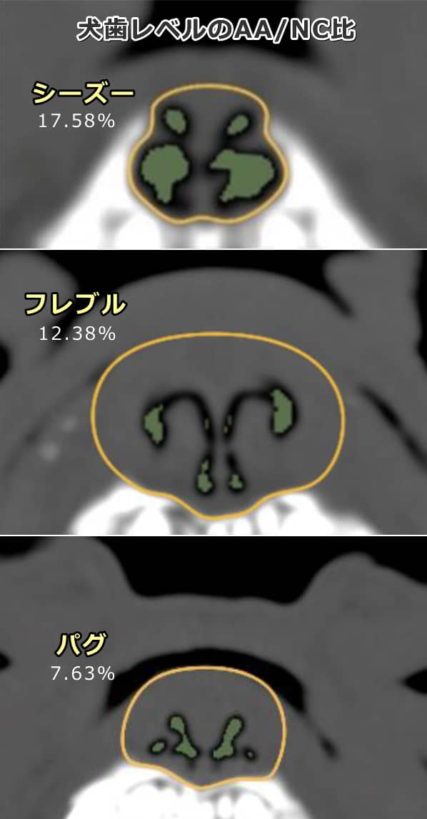 犬歯レベルにおける短頭3犬種のAA/NC比