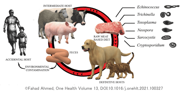 汚染された生肉がペット動物を通じて病原体を広げる模式図