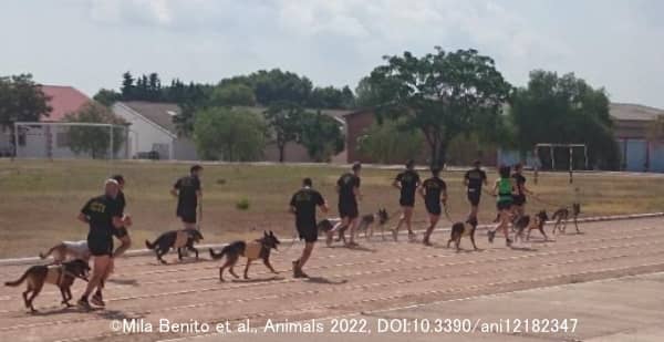 軍用犬たちの訓練風景