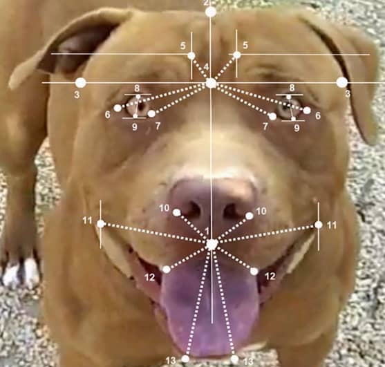 犬の顔面筋の非対称性を客観化するために設けられた顔中の23のランドマーク