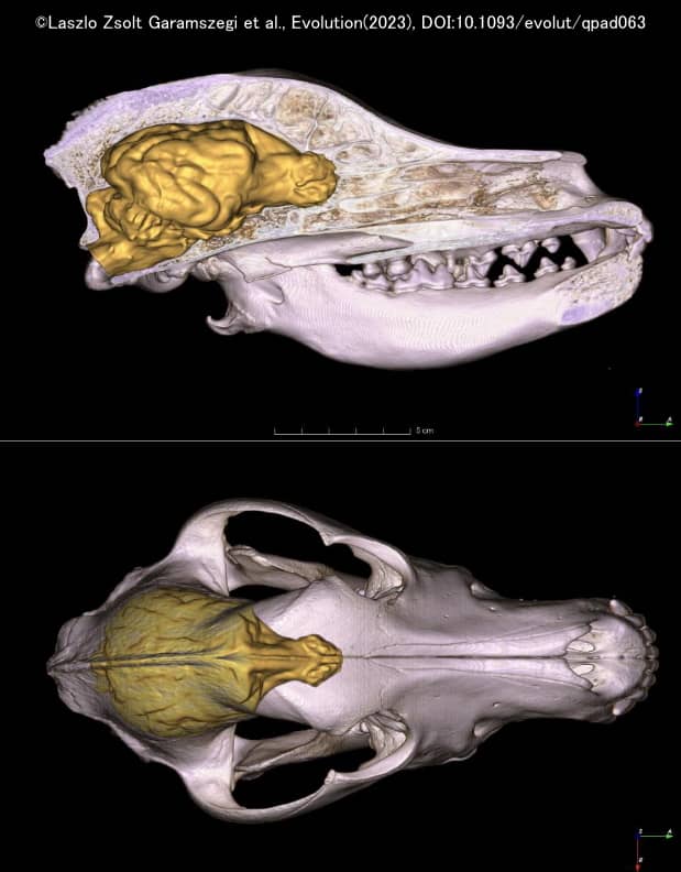 頭蓋のCTスキャン画像から脳容積を推測する