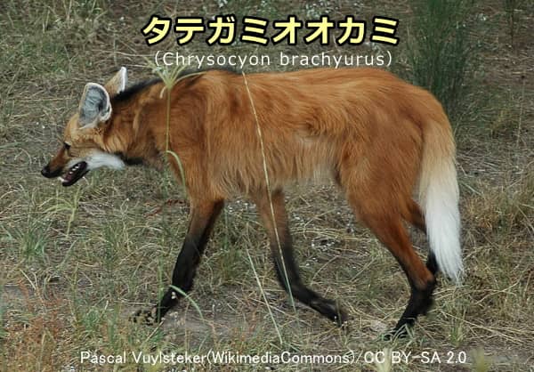 タテガミオオカミ