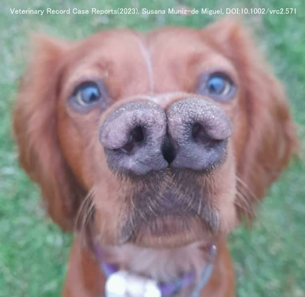 先天性の二分鼻と口蓋裂を持って産まれた犬「アチョ」